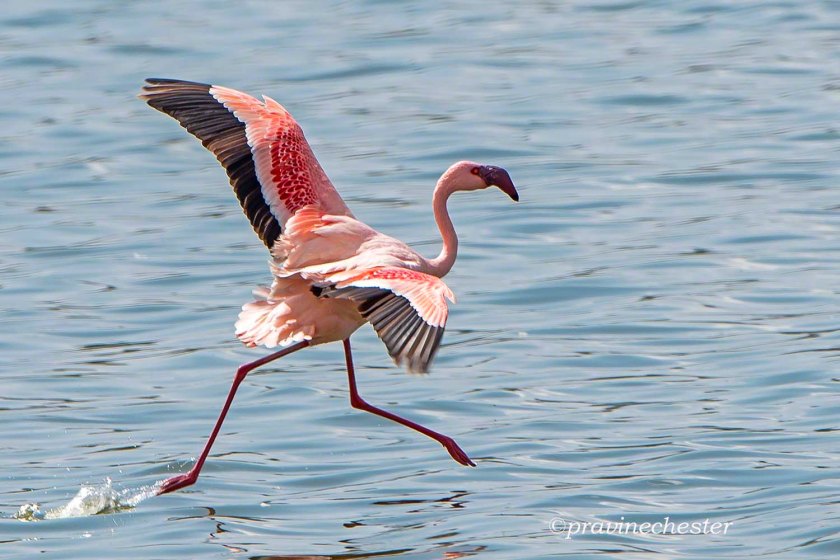 Flamingo5315m