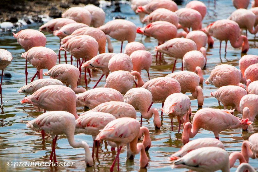 Flamingos5256m